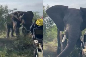 Safari casi acaba en tragedia cuando un elefante embistió un carro lleno de turistas en Sudáfrica (VIDEO)
