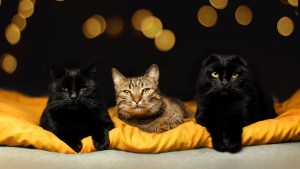 VIRAL: Tres gatos tomaron de “rehén” una licuadura y sus dueñas no pueden desempacarla (Fotos)