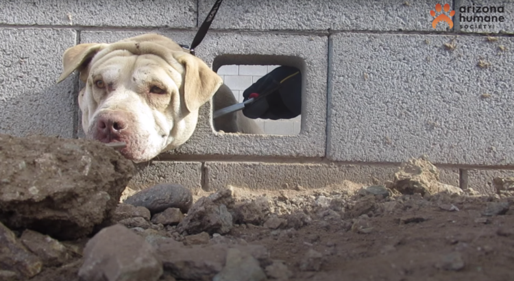 Rescatan a un perro en Arizona que quedó atrapado al meter su cabeza en una pared (VIDEO)