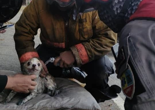 Paramédicos rescataron a un perrito afectado por el incendio de Cine Citta en Bello Monte (Fotos)