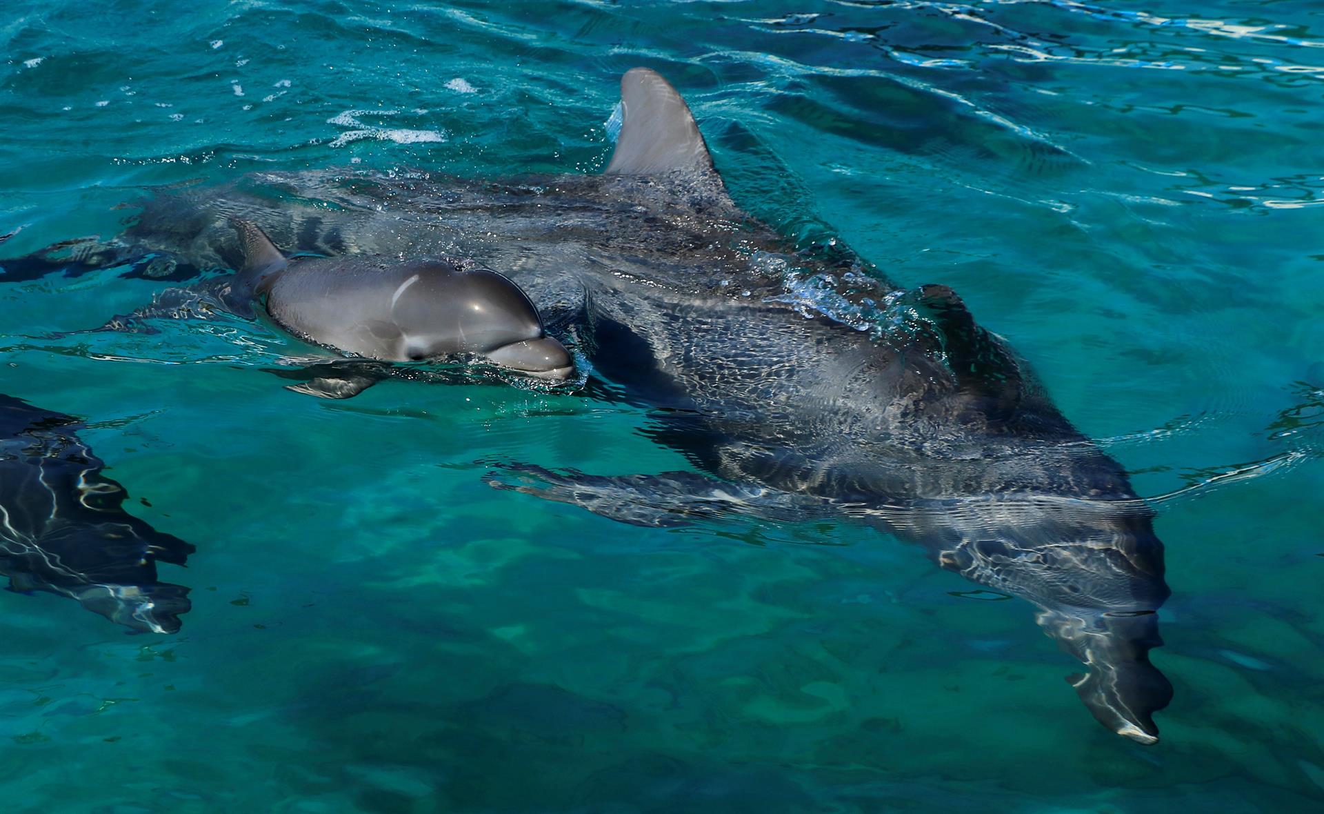 Las hembras de los delfines tienen un clítoris funcional, según un estudio