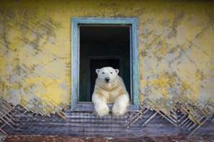 Osos polares se apoderan de una estación meteorológica abandonada en el Ártico (Fotos)
