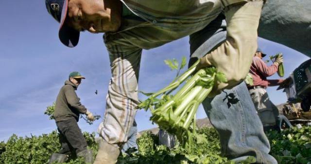 trabajadores agrícolas