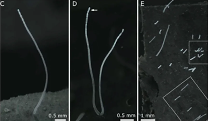 Cómo es la gigantesca bacteria de dos centímetros de largo que puede verse a simple vista