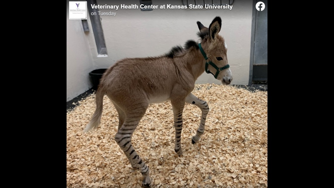 Compraron una burra preñada en Kansas y se llevaron tremenda sorpresa cuando dio a luz