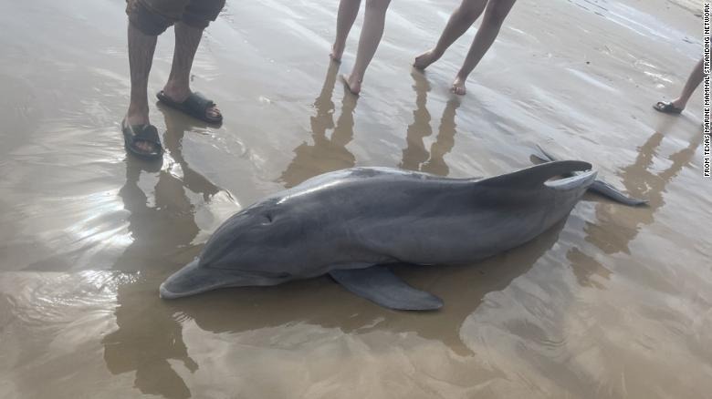 Vieron un delfín varado en una playa de Texas, intentaron nadar con él y lo mataron