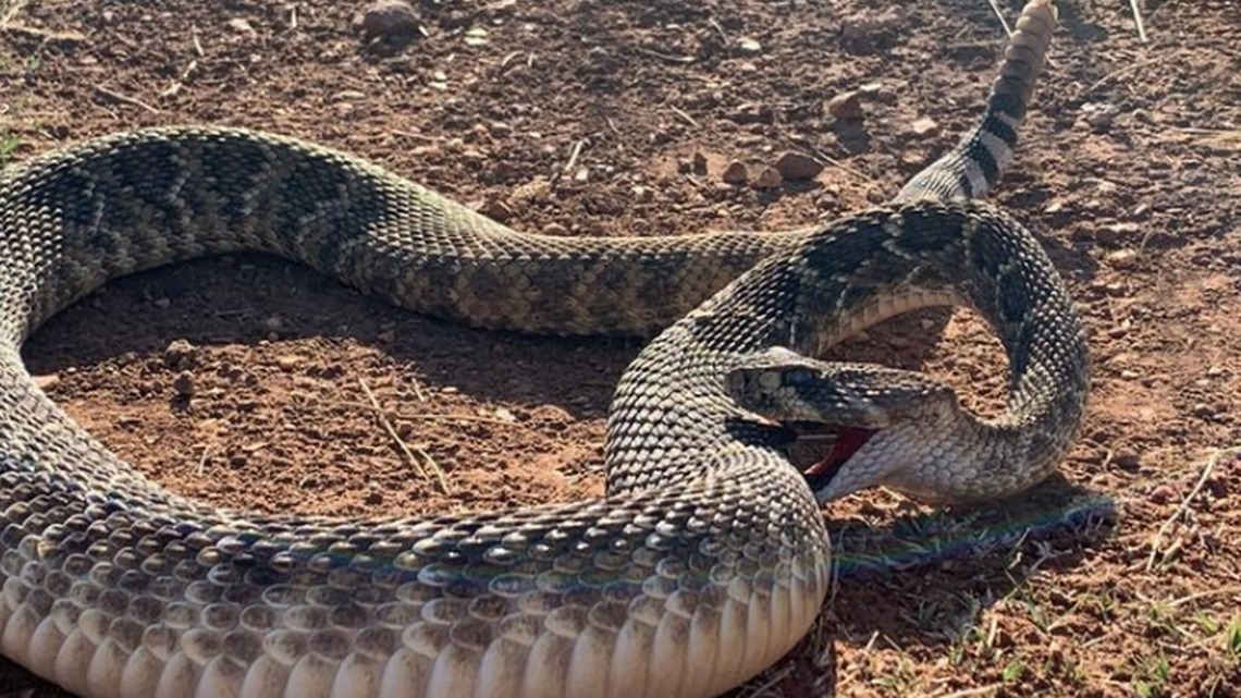 ¿Se mató a sí misma esta serpiente de cascabel? Un científico de Texas intenta aclarar inusual hallazgo