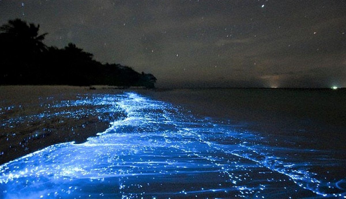 El misterio del agua que brilla en la oscuridad: videos y fotos alucinantes