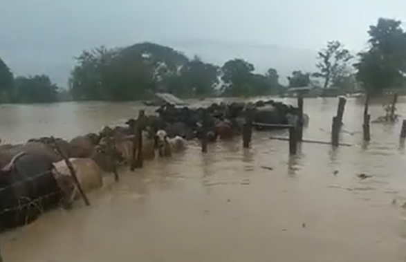 VIDEO: Ganado está casi arropado por el agua durante las inundaciones en Zulia