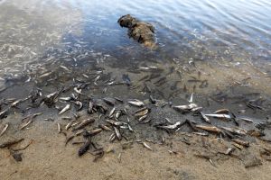 Alarma en España: el mar Menor vuelve a arrojar peces muertos por falta de oxígeno en el agua