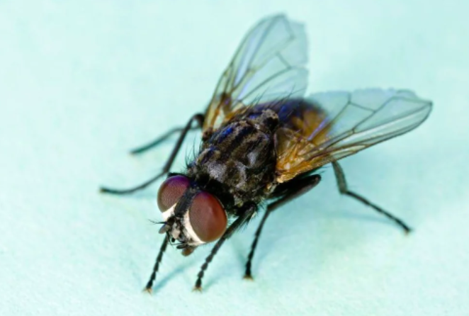 ¿Cuál es la función de las moscas en el mundo?