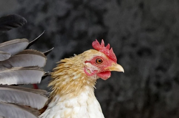 Estudiantes descuartizaron a una gallina en medio de un evento cultural en su colegio (Imágenes sensibles)