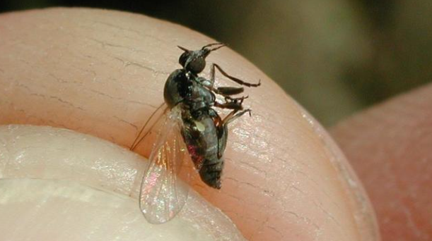 Alarma por la mosca negra en España: se ha expandido y puede inocular distintos virus