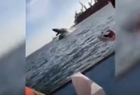EN VIDEO: El impactante momento en el que una ballena sale del agua y cae sobre un yate