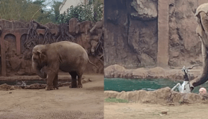 El conmovedor momento en que un elefante rescata a un antílope que cayó al agua en un zoológico de Guatemala