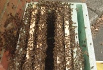 ¡De miedo! Enjambre de más de 15 mil abejas desata el terror en una calle residencial
