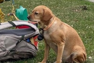La historia del perro que dejaron en la calle con un bolso lleno de juguetes y una nota desgarradora