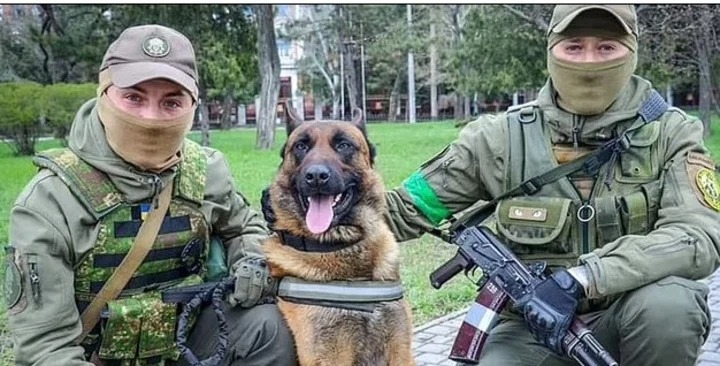 El mejor perro de las tropas rusas cambia de bando y ahora defiende a Ucrania