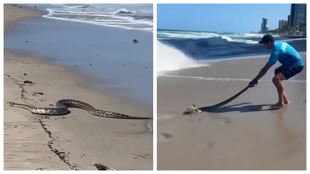 Espanto en Miami Beach: Captan a una enorme serpiente paseándose ante la mirada atónita de los bañistas (VIDEO)
