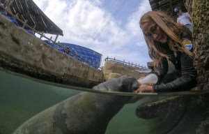 Manatí hallado a la deriva encuentra madre sustituta en un acuario de Colombia