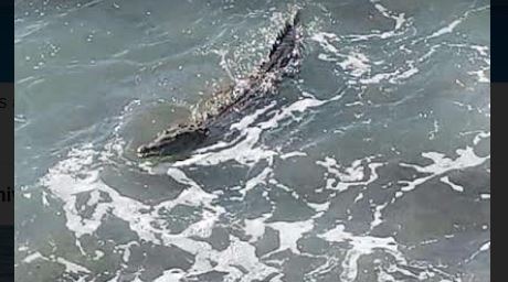 Alerta en Vargas: Avistaron un caimán en playas de Naiguatá (IMÁGENES)