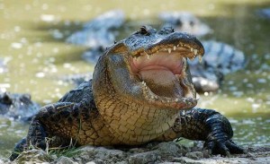 Terror en EEUU: Enorme caimán arrastró a hombre hasta un estanque y lo devoró