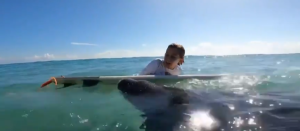 No te pierdas a un manatí queriendo “subirse” a una tabla de surf: El video se convirtió en viral
