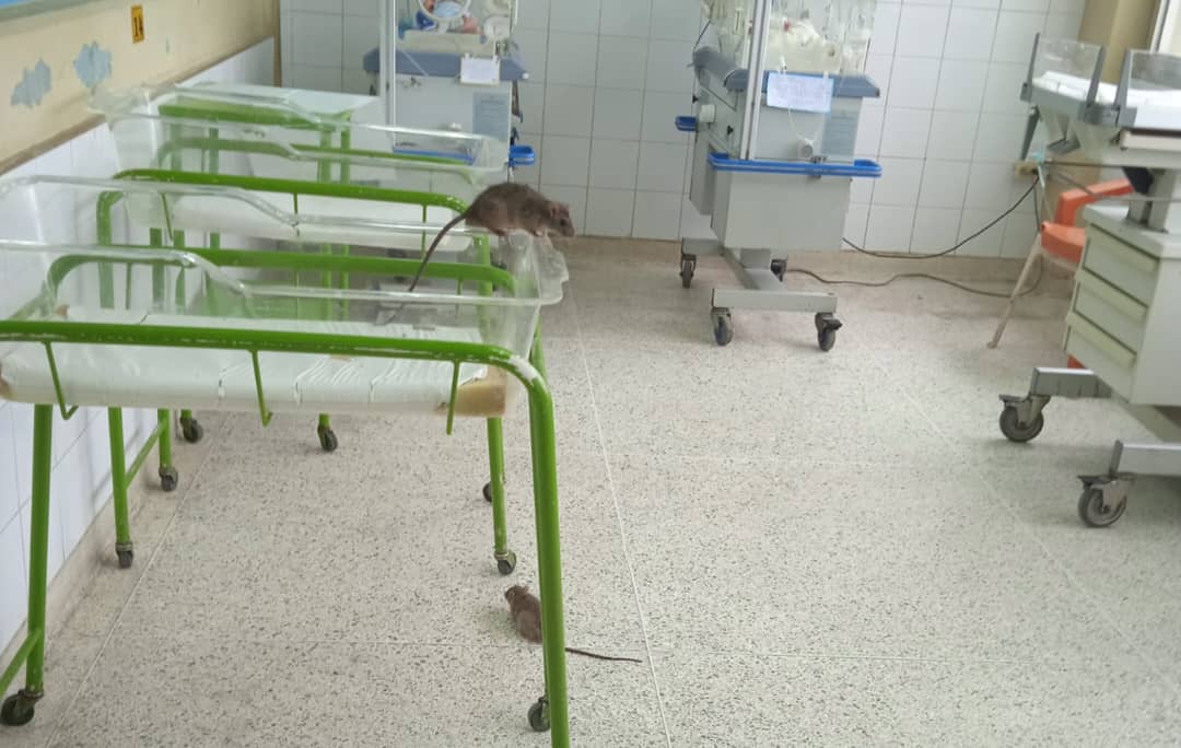 Imágenes sensibles: invasión de ratas en las áreas de obstetricia y neonatal del Hospital Luis Razetti de Barinas