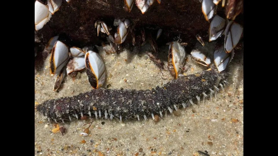 Desconcierto absoluto por la aparición de una misteriosa criatura encontrada en playa de EEUU