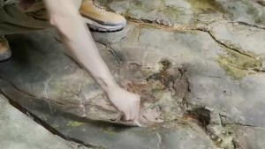 Fue a comer a un restaurante y se llevó una enorme sorpresa: huellas de dinosaurio de 100 millones de años (VIDEO)