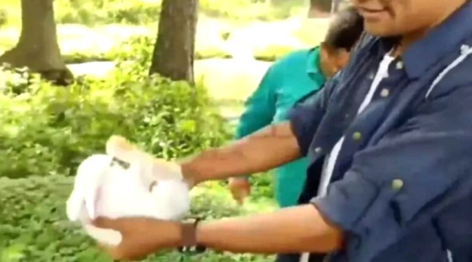 Estudiantes sin tarea lanzaron un conejo a laguna llena de caimanes en la Unellez