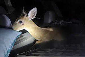 Los atraparon con un ciervo en peligro de extinción dentro de su vehículo en Miami