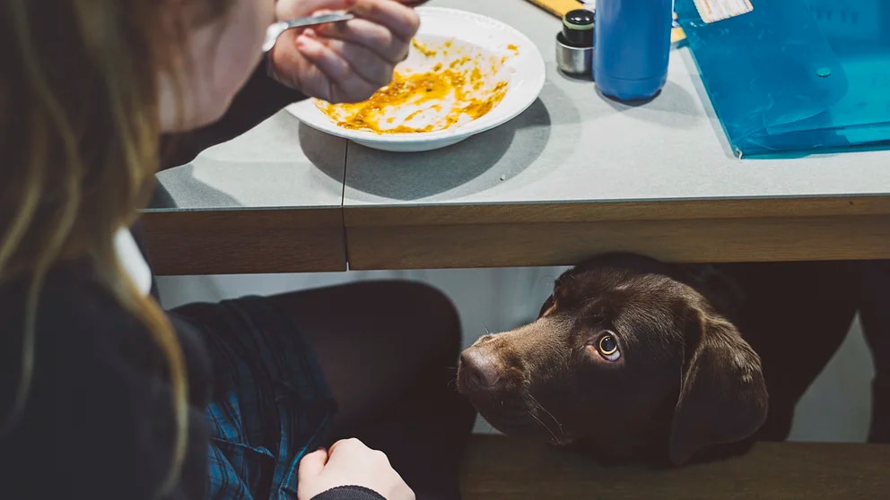 Toma nota: Cómo hacer para que tu perro no pida comida en la mesa
