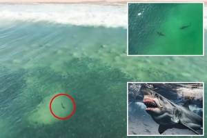 Aumenta el pánico en Nueva York: Los tiburones son vistos más cerca que nunca