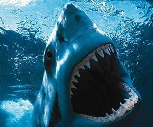 Ataque de tiburón deja una mujer austriaca muerta en Egipto