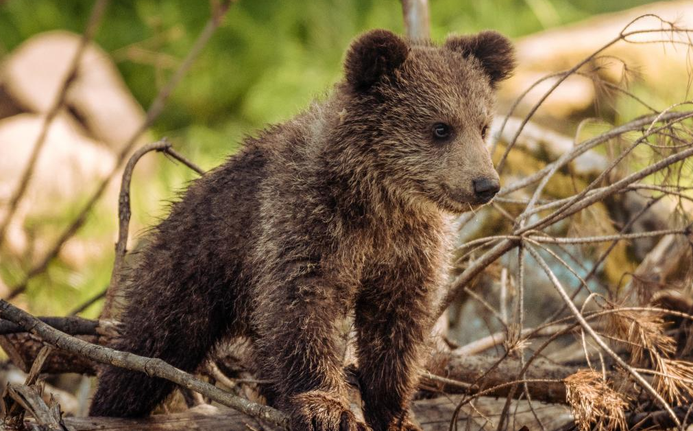 Muerte a golpes de un oso desató indignación en México