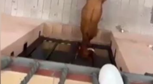 Una vaca entró a taquilla de cajero en Morella con seis personas en su interior (Video)