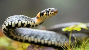 Alertan por aumento de serpientes en áreas residenciales de Miami