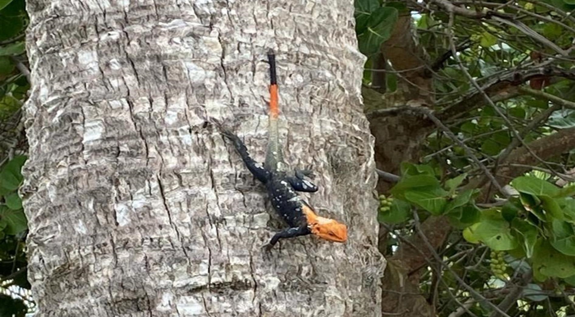 “Lagarto de fuego”, un reptil invasivo y que pudiera ser una amenaza para otras especies en Puerto Rico