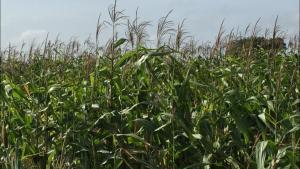 Fuertes lluvias ponen en riesgo la cosecha de maíz por colapso de vías agrícolas en Guárico