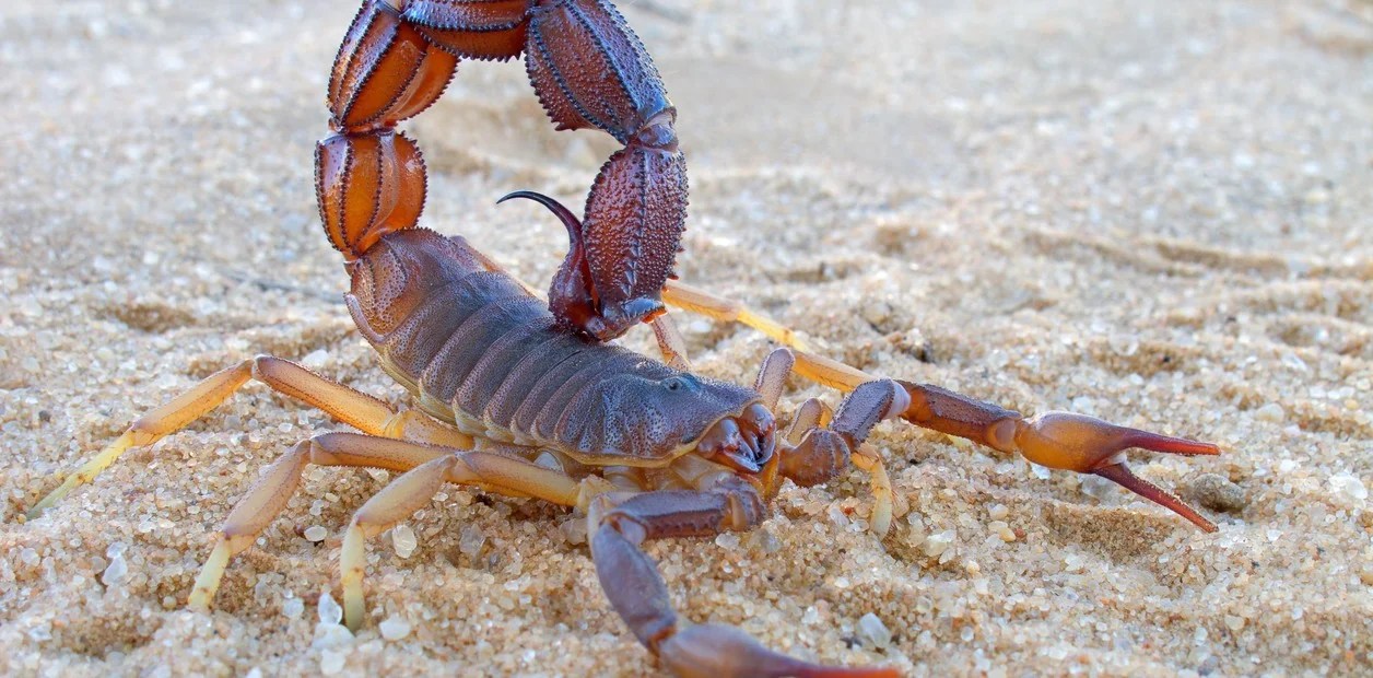 Qué significa soñar con alacranes o escorpiones