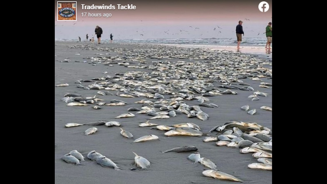 Extraño espectáculo: La razón por la que miles de peces saltaron a la orilla de playa en Carolina del Norte