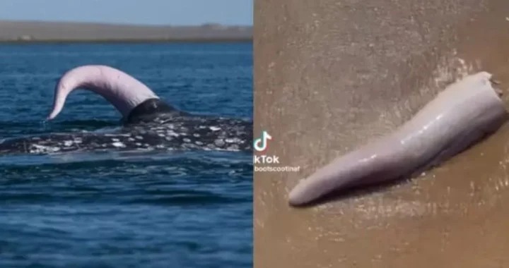 VIDEO: El supuesto pene de una ballena hallado en una playa