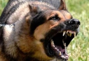 Héroe canino: Ladrón entró a robar una casa, pero el perro del dueño le arrancó el brazo