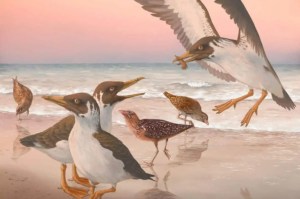 Fragmentos de un fósil cambian los conocimientos sobre el origen del pájaro moderno