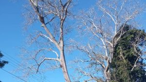 Un viejo y doblado árbol de jabillo mantiene en zozobra a comunidad de Bejuma