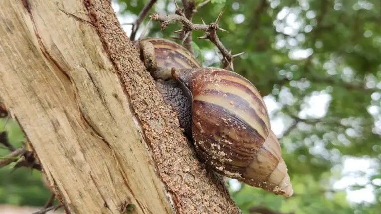 Plague of the African snail takes over Maracaibo and sows panic in the communities