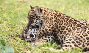 Bióloga sobre el jaguar en Venezuela: Es una especie afectada por distintas amenazas