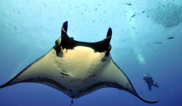 Mantarraya gigante fue captada en las aguas de Lecherías, muy cerca de la playa (Video)