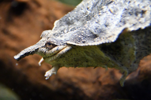 Cumbre de especies amenazadas aprobó proteger a dos tortugas de agua dulce venezolanas